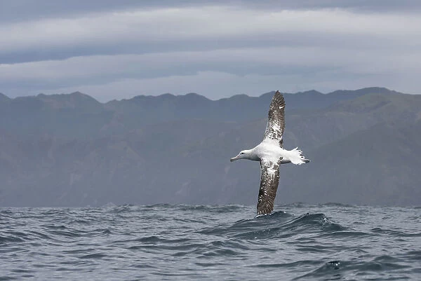 Wandering Albatross (Diomedea exulans) flying closely above water with the tip of a wing behind the waves and with the mountains at the coast in the background, Hikurangi Marine Reserve, Kaikoura, New Zealand