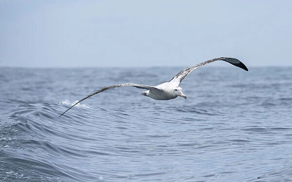 Wandering Albatross (Diomedea exulans) flying just above the waves, Hikurangi Marine Reserve, Kaikoura, New Zealand