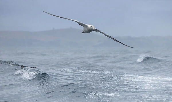 Wandering Albatross (Diomedea exulans) flying above the ocean waves together with a Cape petrel (Daption capense) and with the coastline in the background, Hikurangi Marine Reserve, Kaikoura, New Zealand