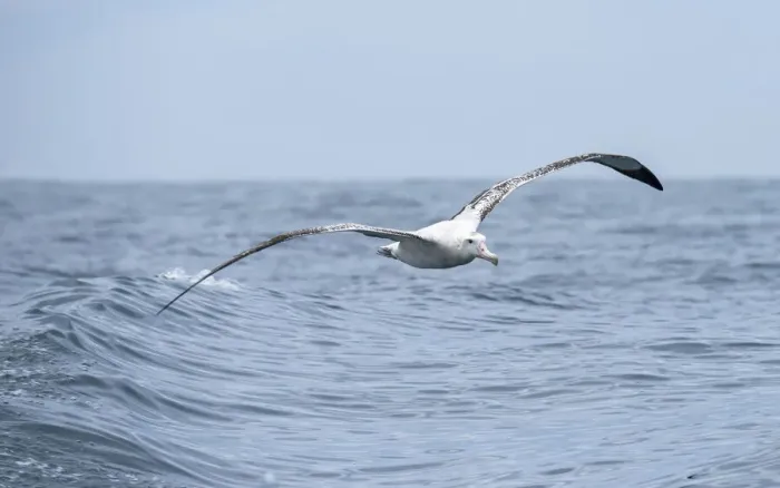 Framed Print : Wandering Albatross (Diomedea exulans) flying just above the waves, Hikurangi Marine Reserve, Kaikoura, New Zealand Framed Print : Wandering Albatross (Diomedea exulans) flying just above the waves, Hikurangi Marine Reserve, Kaikoura, New Zealand