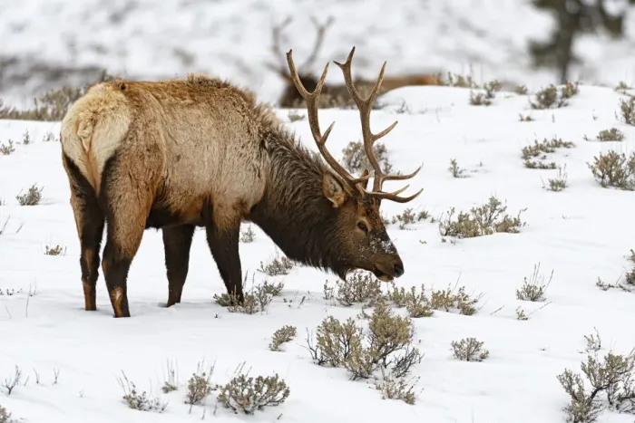 Framed Print : Wapiti (Cervus canadensis) foraging in the snow, Yellowstone National Park, Wyoming, USA Framed Print : Wapiti (Cervus canadensis) foraging in the snow, Yellowstone National Park, Wyoming, USA