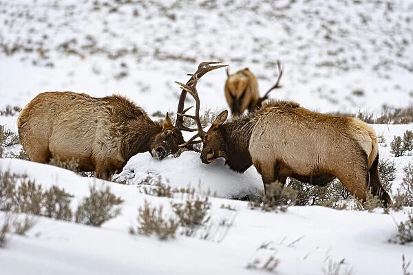 Wapiti (Cervus canadensis) stags playfighting in the snow, Yellowstone National Park