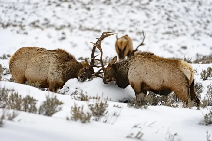 Framed Print : Wapiti (Cervus canadensis) stags playfighting in the snow, Yellowstone National Park Framed Print : Wapiti (Cervus canadensis) stags playfighting in the snow, Yellowstone National Park