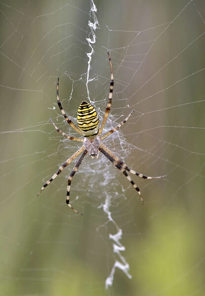 Wasp Spider (Argiope bruennichi) in its typical web with a prominent zigzag shape