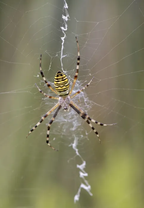 Framed Print : Wasp Spider (Argiope bruennichi) in its typical web with a prominent zigzag shape Framed Print : Wasp Spider (Argiope bruennichi) in its typical web with a prominent zigzag shape