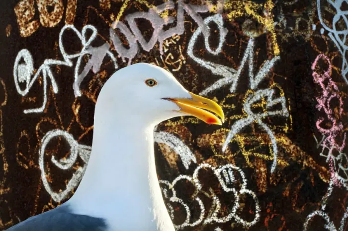 Framed Print : Western Gull (Larus occidentalis) in front of graffiti covered iron pole, San Fransisco Framed Print : Western Gull (Larus occidentalis) in front of graffiti covered iron pole, San Fransisco