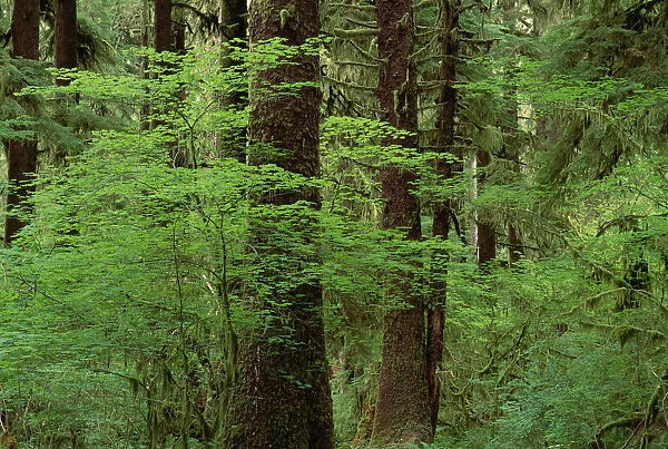 Western Hemlock (Tsuga heterophylla) in old growth temperate rainforest, North America
