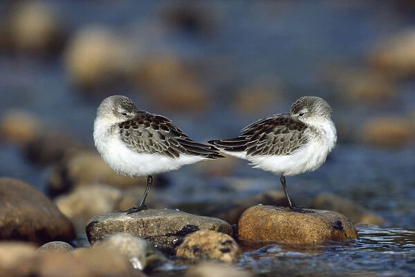 Western Sandpiper (Calidris mauri) pair standing back to back with beaks tucked under wings