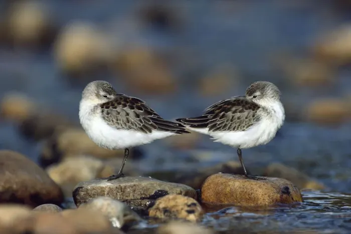 Framed Print : Western Sandpiper (Calidris mauri) pair standing back to back with beaks tucked under wings Framed Print : Western Sandpiper (Calidris mauri) pair standing back to back with beaks tucked under wings