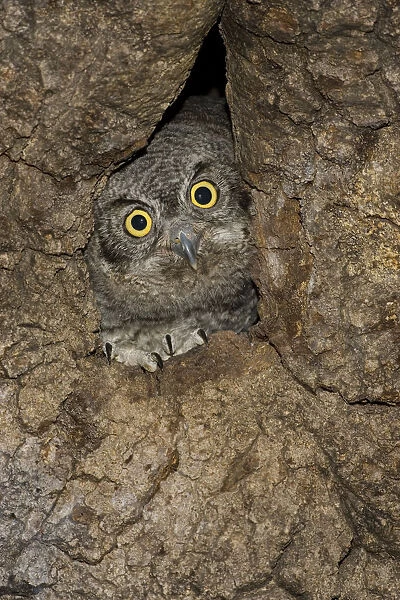 Western Screech Owl (Megascops kennicottii) juvenile at nest, Green Valley, Arizona