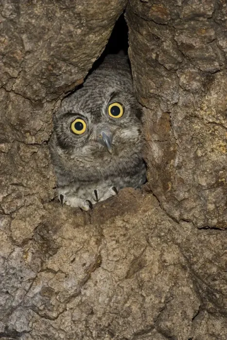 Framed Print : Western Screech Owl (Megascops kennicottii) juvenile at nest, Green Valley, Arizona Framed Print : Western Screech Owl (Megascops kennicottii) juvenile at nest, Green Valley, Arizona