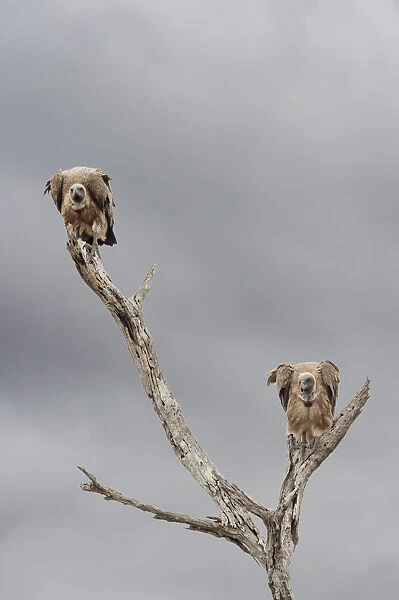 Two White-backed Vultures (Gyps africanus) perched on a dead tree, Kruger National Park