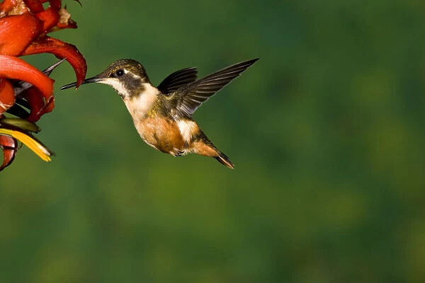 White-bellied Woodstar (Chaetocercus mulsant) hummingbird feeding on flower nectar