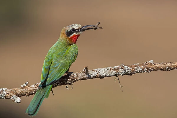White-fronted Bee-eater (Merops bullockoides) sitting with prey on a branch, Zimanga GR, Kwa Zulu Natal, South Africa