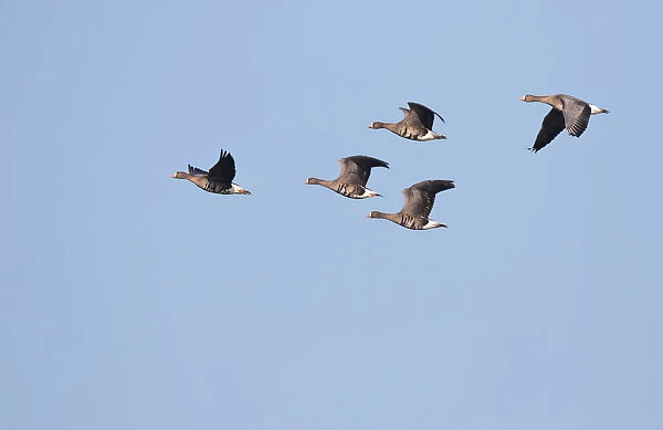 White-fronted Goose (Anser albifrons) group in flight, polder Arkemheen, The Netherlands