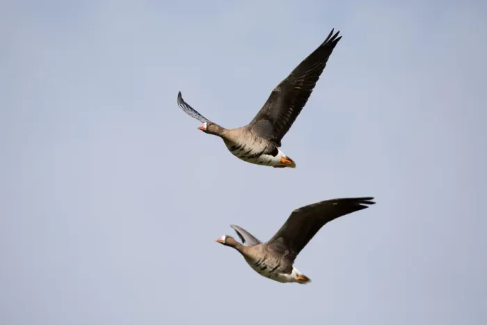 Framed Print : White-fronted Goose (Anser albifrons) couple in fligth, polder Arkemheen, The Netherlands Framed Print : White-fronted Goose (Anser albifrons) couple in fligth, polder Arkemheen, The Netherlands