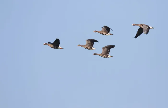 Framed Print : White-fronted Goose (Anser albifrons) group in flight, polder Arkemheen, The Netherlands Framed Print : White-fronted Goose (Anser albifrons) group in flight, polder Arkemheen, The Netherlands