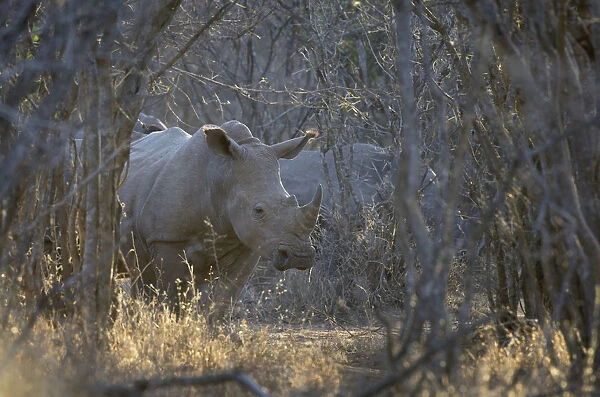 White Rhino (Ceratotherium simum) standing in forest, South Africa, Limpopo