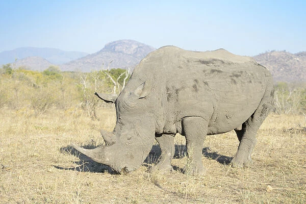 White rhino (Ceratotherium simum) close up in the southern part of the Kruger National Park, South Africa, Kruger National Park, South Africa