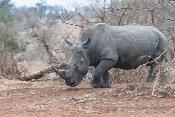 White Rhino (Ceratotherium simum) emerging from bush, South Africa, Limpopo