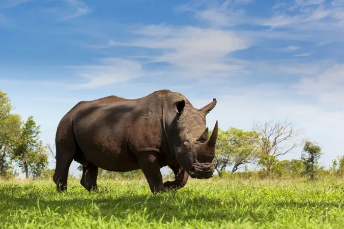 Framed Print : White Rhino (Ceratotherium simum) ready to charge in green grass, South Africa Framed Print : White Rhino (Ceratotherium simum) ready to charge in green grass, South Africa