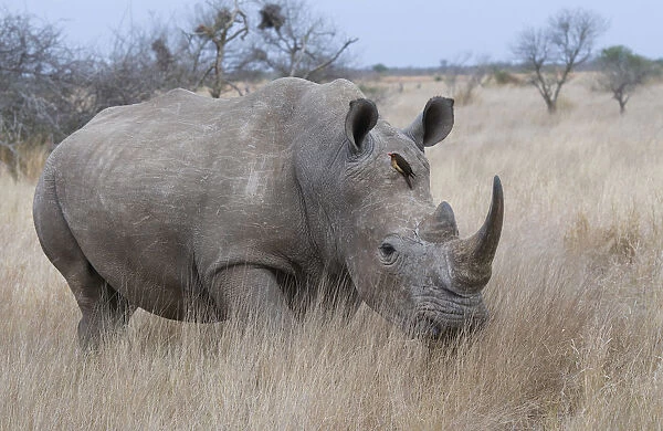 White Rhinoceros (Ceratotherium simum) on the move, South Africa, Kruger National Park