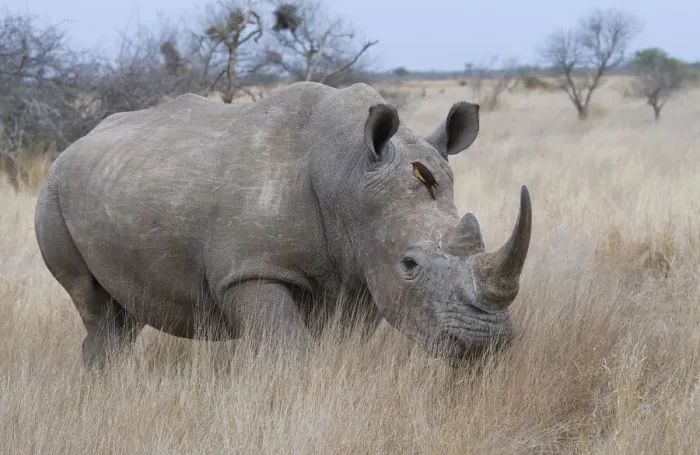 Framed Print : White Rhinoceros (Ceratotherium simum) on the move, South Africa, Kruger National Park Framed Print : White Rhinoceros (Ceratotherium simum) on the move, South Africa, Kruger National Park
