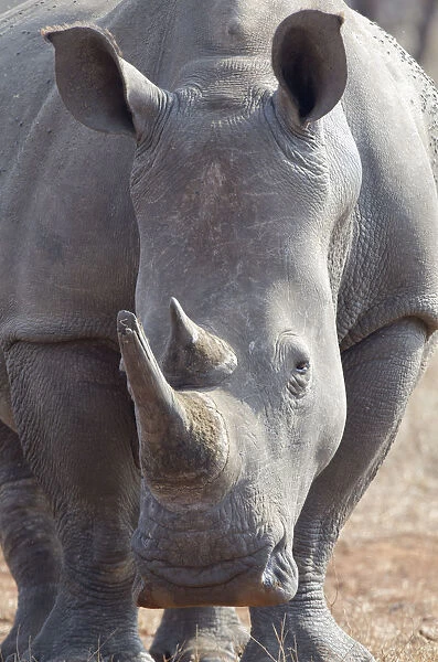 White Rhinoceros (Ceratotherium simum) portrait, South Africa, Limpopo