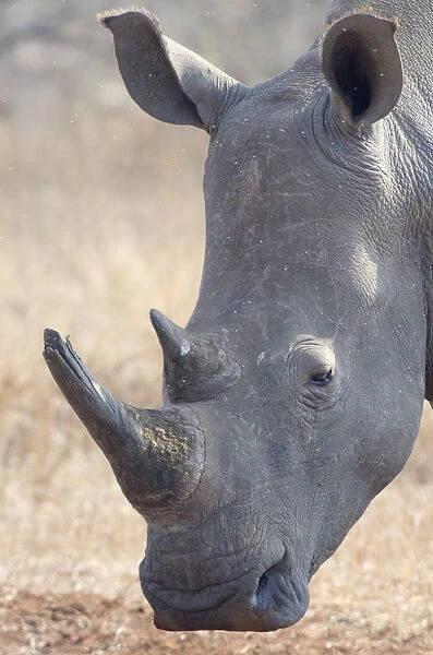 White Rhinoceros (Ceratotherium simum) portrait, South Africa, Limpopo
