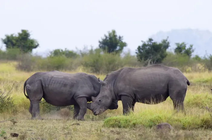 Framed Print : Two White Rhinoceros (Ceratotherium simum) pushing each other around, South Africa