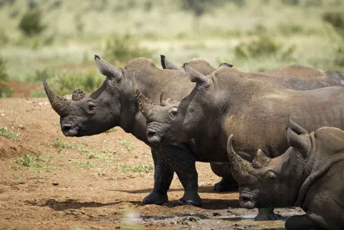 Framed Print : Four White Rhinoceroses (Ceratotherium simum) leaving the water, Kruger National Park
