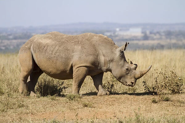 White Rhinocerous (Ceratohtherium simum) in Nairobi National Park with buildings in