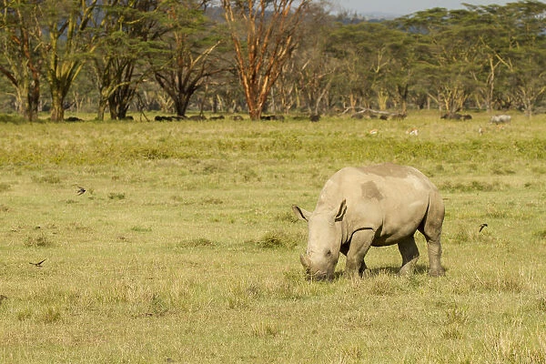 White Rhinocerous (Ceratohtherium simum) grazing, Kenya, Lake Nakuru National Park