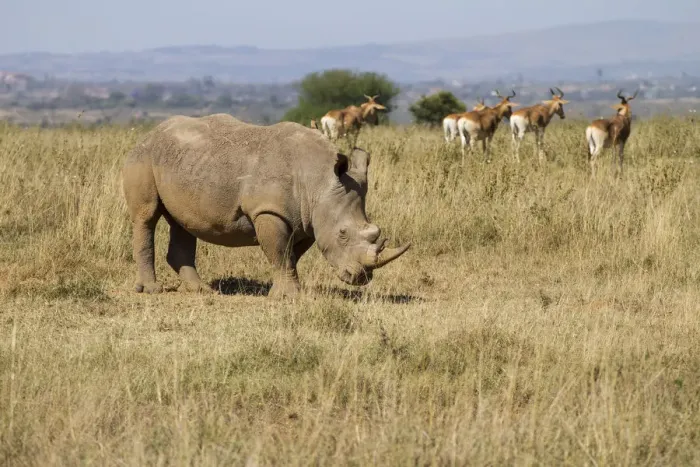 Framed Print : White Rhinocerous (Ceratohtherium simum) on outskirts of Nairobi with Hartebeast Framed Print : White Rhinocerous (Ceratohtherium simum) on outskirts of Nairobi with Hartebeast