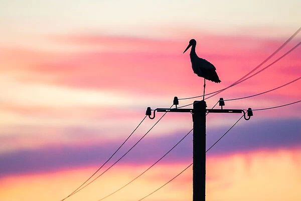 White stork (Ciconia ciconia) on electricity pylon at sunset, Tartu region, Estonia
