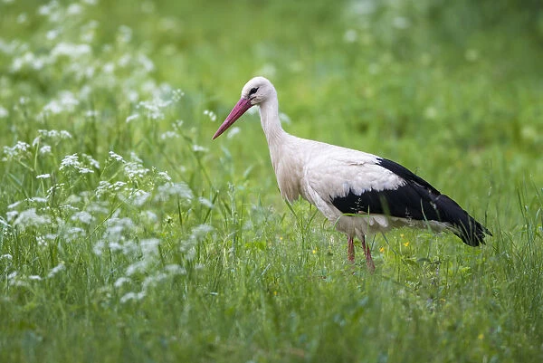 White stork (Ciconia ciconia) in meadow, Tartu region, Estonia, Estonia, Tartu region