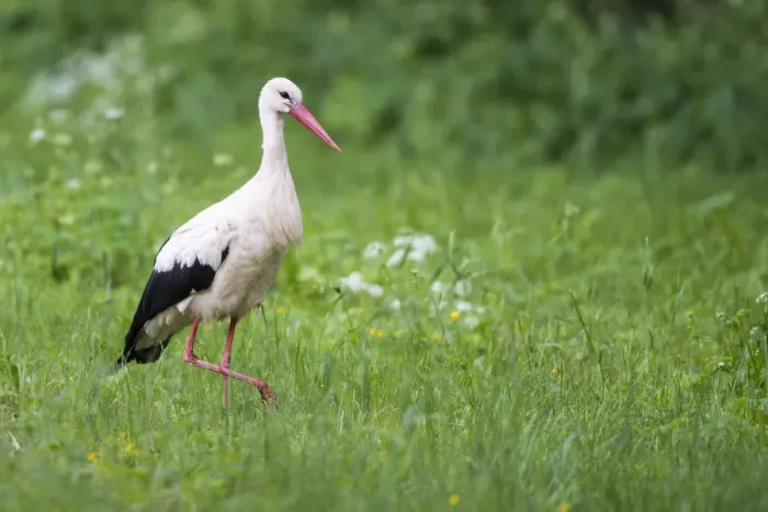 Framed Print : White stork (Ciconia ciconia) in meadow, Tartu region, Estonia, Tartu region, Estonia