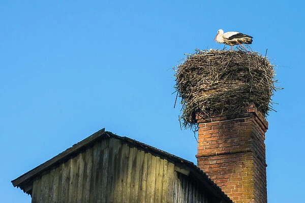 White stork (Ciconia ciconia) at nest built on barn chimney, Tartu region, Estonia