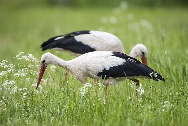 White storks (Ciconia ciconia) feeding on insects in meadow, Tartu region, Estonia, Tartu region, Estonia