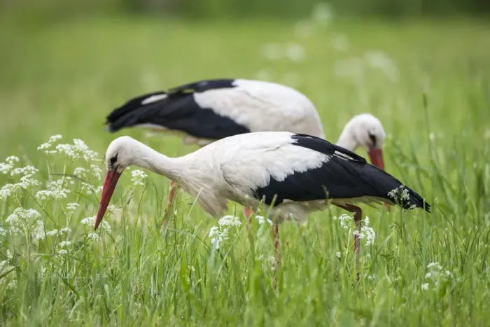 Framed Print : White storks (Ciconia ciconia) feeding on insects in meadow, Tartu region, Estonia, Tartu region, Estonia