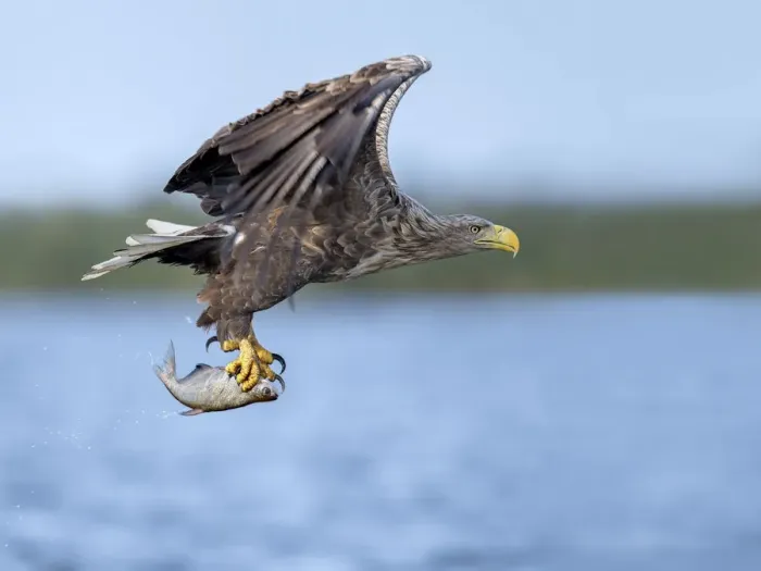 Framed Print : White-tailed Eagle (Haliaeetus albicilla) flying with caught fish in its claws, Oder Framed Print : White-tailed Eagle (Haliaeetus albicilla) flying with caught fish in its claws, Oder