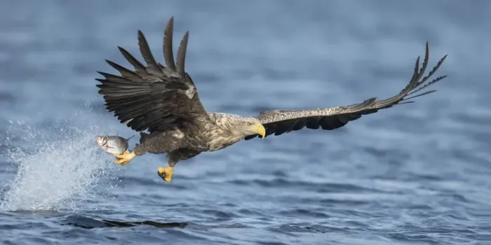 Framed Print : White-tailed Eagle (Haliaeetus albicilla) grabbing a fish from the water in flight Framed Print : White-tailed Eagle (Haliaeetus albicilla) grabbing a fish from the water in flight