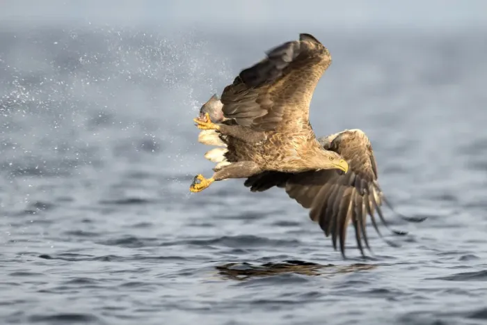 Framed Print : White-tailed Eagle (Haliaeetus Albicilla) just after catch, Oderdelta, Stepnica, Poland Framed Print : White-tailed Eagle (Haliaeetus Albicilla) just after catch, Oderdelta, Stepnica, Poland