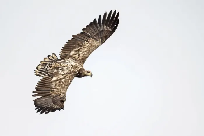 Framed Print : White-tailed Eagle (Haliaeetus albicilla) juvenile in flight seen from above, Oder Framed Print : White-tailed Eagle (Haliaeetus albicilla) juvenile in flight seen from above, Oder