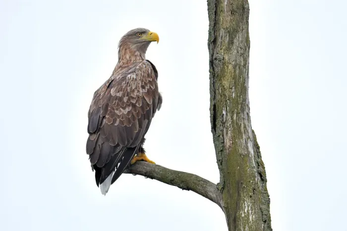 Framed Print : White-tailed Eagle (Haliaeetus albicilla) perched in dead tree looking over shoulder at camera Framed Print : White-tailed Eagle (Haliaeetus albicilla) perched in dead tree looking over shoulder at camera