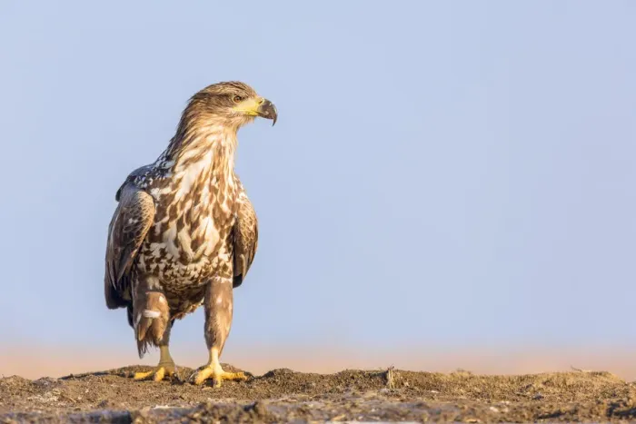 Framed Print : White-tailed Eagle (Haliaeetus albicilla) standing on the edge of a lake, Kiskunsagi National Park Framed Print : White-tailed Eagle (Haliaeetus albicilla) standing on the edge of a lake, Kiskunsagi National Park