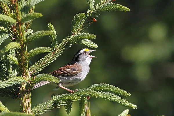 White-throated Sparrow (Zonotrichia albicollis) calling during breeding season, Canada