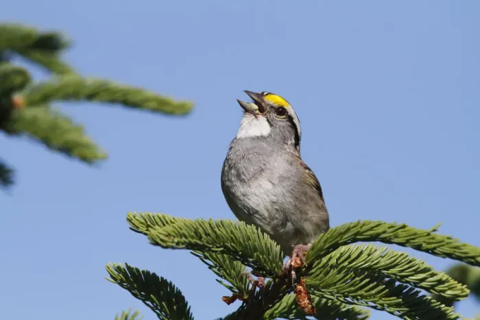 Framed Print : White-throated Sparrow (Zonotrichia albicollis) calling during breeding season, Canada
