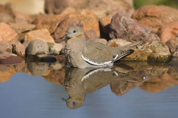 White-winged Dove (Zenaida asiatica) bathing, Green Valley, Arizona