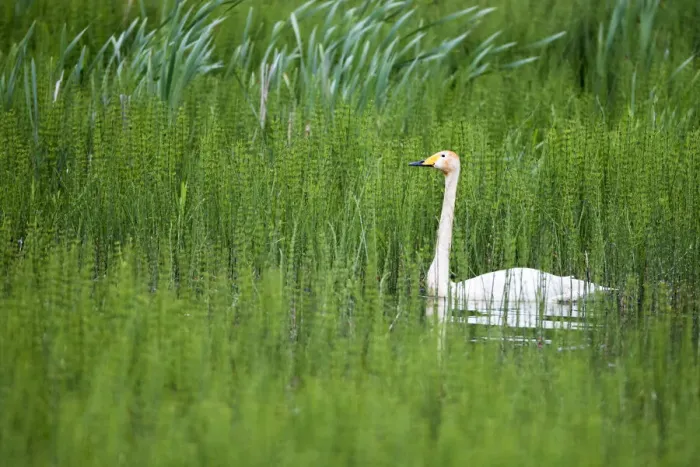 Framed Print : Whooper swan (Cygnus cygnus) in thickly vegetated pond, Tartu region, Estonia, Tartu region Framed Print : Whooper swan (Cygnus cygnus) in thickly vegetated pond, Tartu region, Estonia, Tartu region